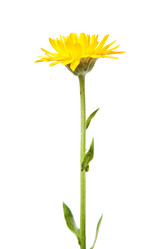 Similar image 1150759