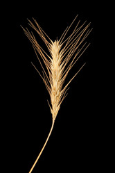 Similar image 1150768