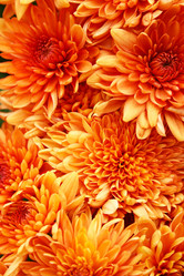 Similar image 1150864