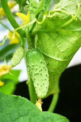 Similar image 1150873