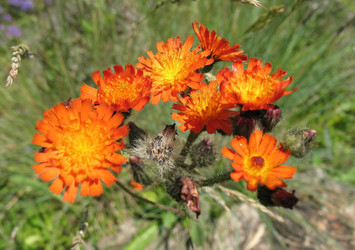 Similar image 1151094