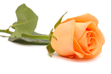 Similar image 1151233