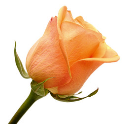 Similar image 1151237