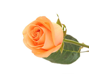 Similar image 1151240