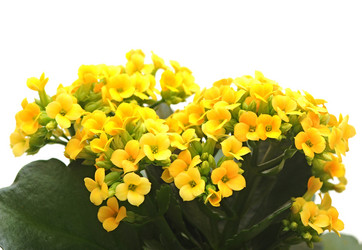 Similar image 1151263