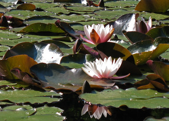 Similar image 1153831