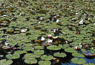 Similar image 1153832