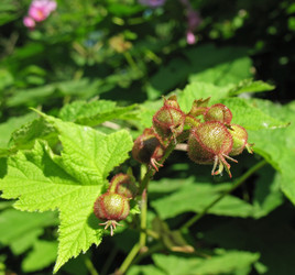 Similar image 1153834