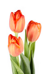 Similar image 1155350