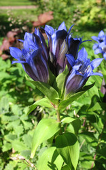 Similar image 1156865