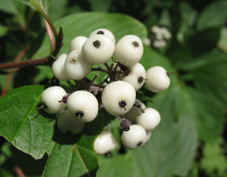 Similar image 1156867