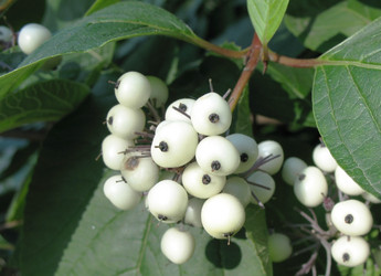 Similar image 1156868