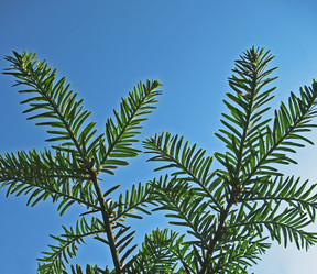 Similar image 1156906