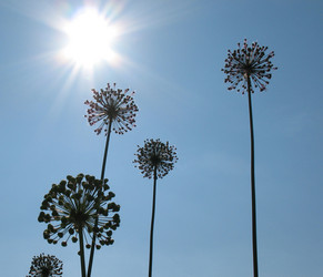 Similar image 1156918