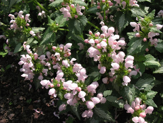 Similar image 1156923