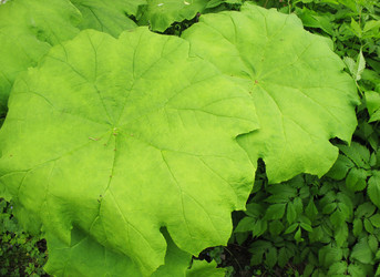 Similar image 1156927