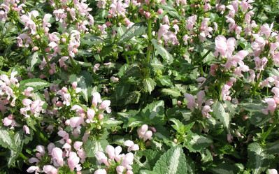 Similar image 1156934