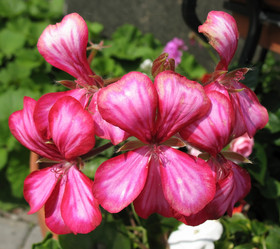 Similar image 1156954