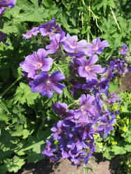 Similar image 1156985