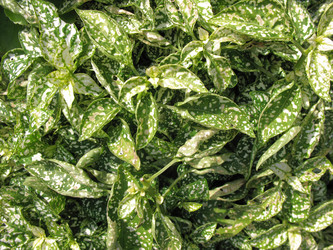 Similar image 1157342