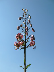 Similar image 1157424