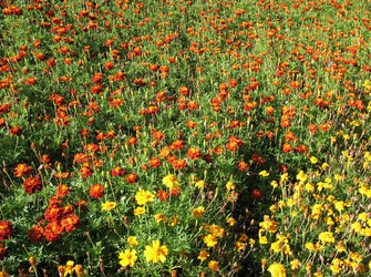 Similar image 1157430