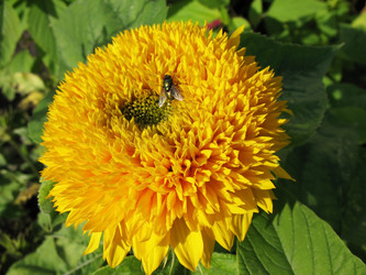 Similar image 1157464