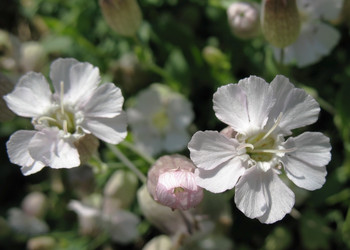 Similar image 1157531