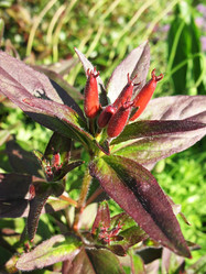 Similar image 1157534