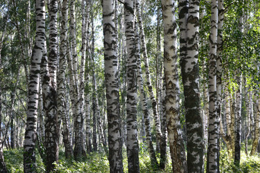 Similar image 1157869