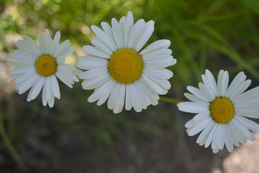 Similar image 1157874