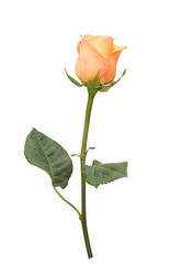 Similar image 1158023