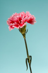 Similar image 1158587