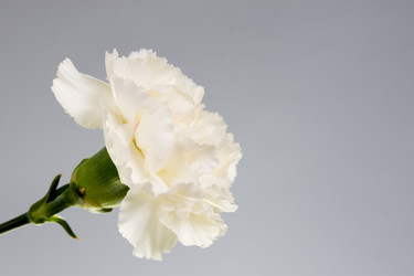 Similar image 1158750