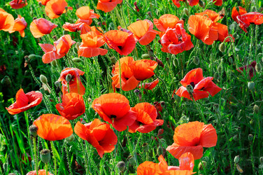 Similar image 1158825