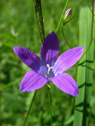 Similar image 1159274