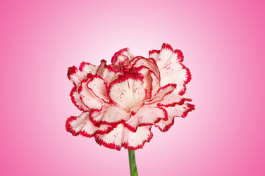 Similar image 1160077