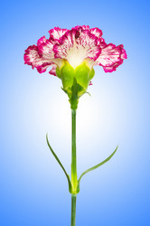 Similar image 1160078