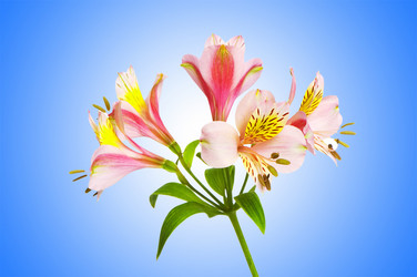 Similar image 1161551