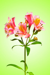 Similar image 1161552