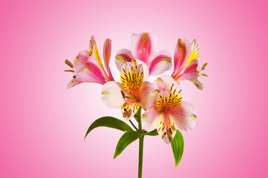 Similar image 1161554