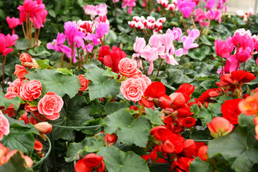 Similar image 1162192