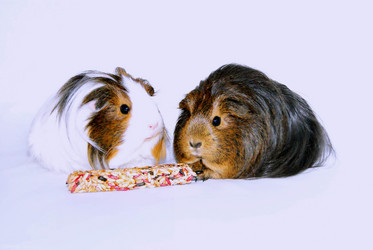 Similar image 1162629