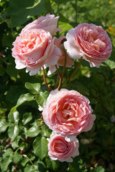 Similar image 1162631