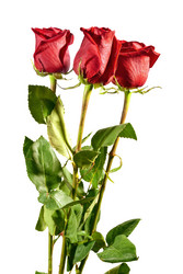 Similar image 1162933