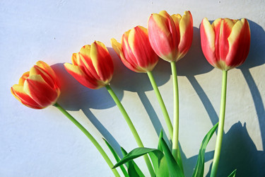 Similar image 1163085