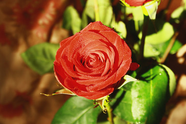 Similar image 1163231