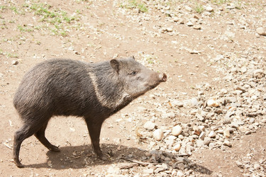 Similar image 1163858