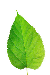 Similar image 1164549