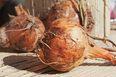 Similar image 1165325